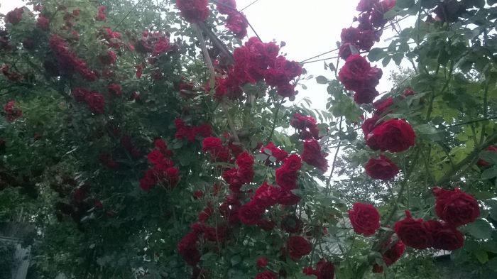 WP_20160526_068 - urcatori rosii blase superior