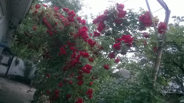 WP_20160526_072 - urcatori rosii blase superior