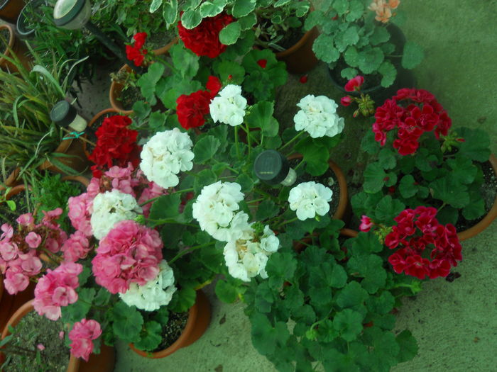 DSCN9490 - A48   2016