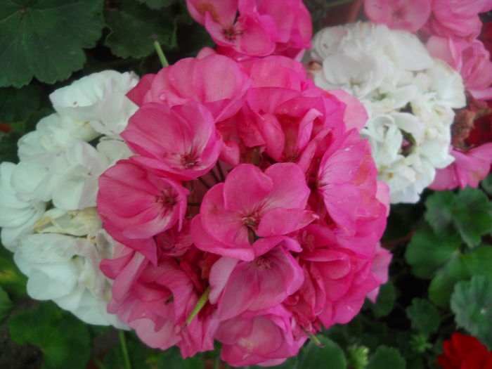DSCN9491 - A48   2016