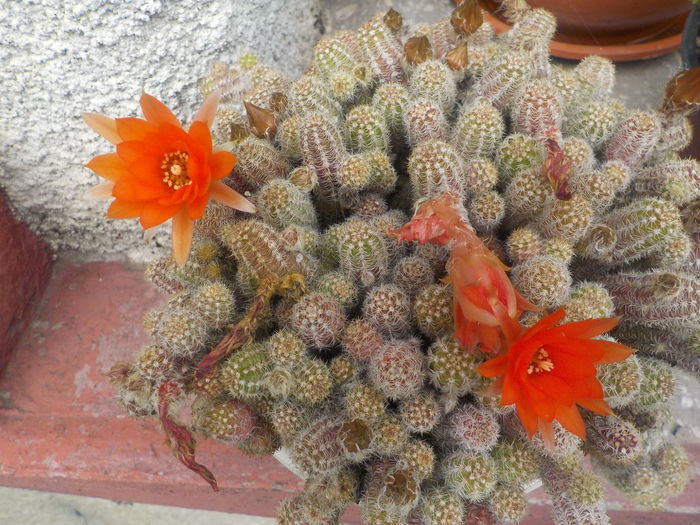 DSCN0272[1] - CACTUSI si SUCULENTE