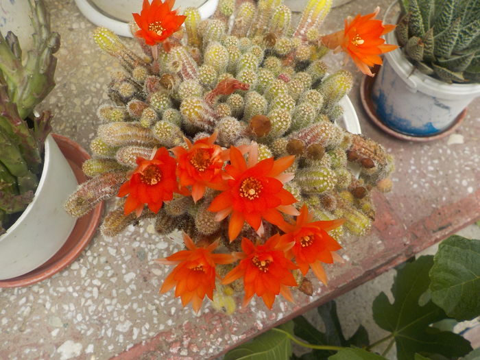 DSCN0271[1] - CACTUSI si SUCULENTE