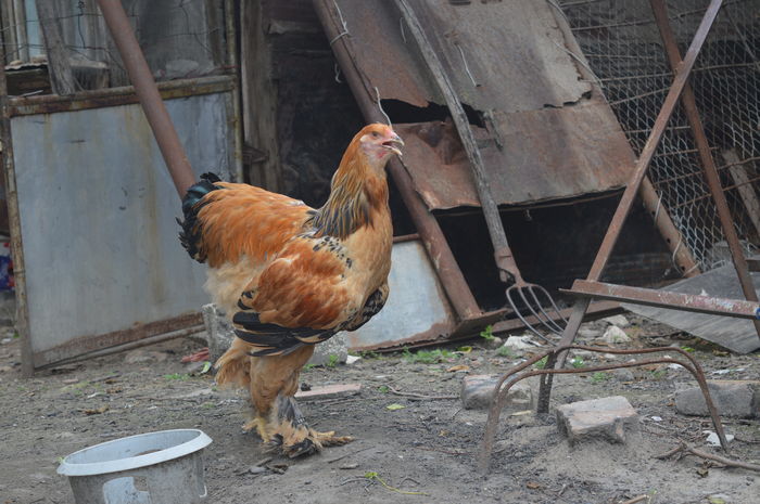 DSC_0004 - Pui Brahma 2016