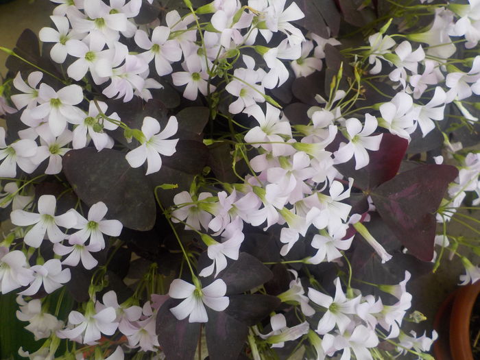 triangularis - oxalis triangularis