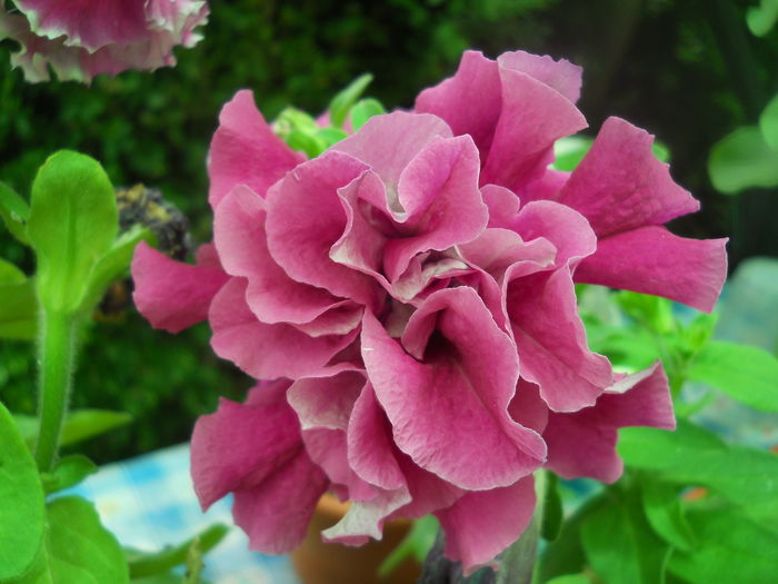 DSCN9637 - A48   2016