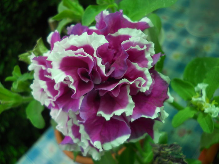 DSCN9640 - A48   2016