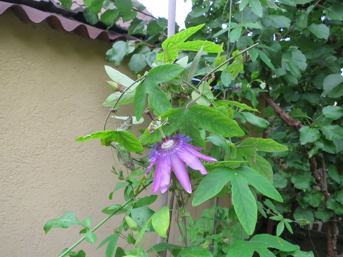 IMG_8597 - Passiflora Purple Haze 2016