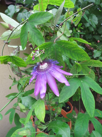 IMG_8598 - Passiflora Purple Haze 2016