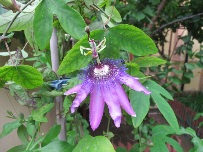 IMG_8600 - Passiflora Purple Haze 2016