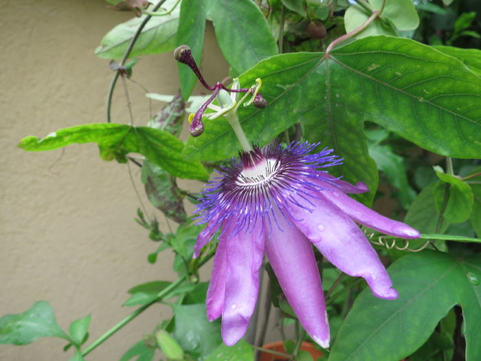 IMG_8602 - Passiflora Purple Haze 2016