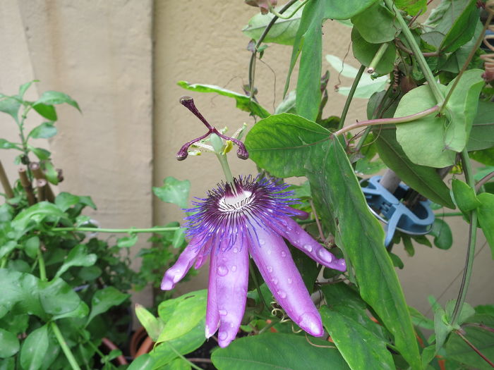 IMG_8603 - Passiflora Purple Haze 2016