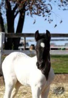 FB_IMG_1466233356389