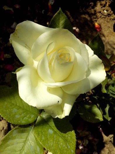 nr 72 - 0 TRANDAFIRI DIMOV 2016