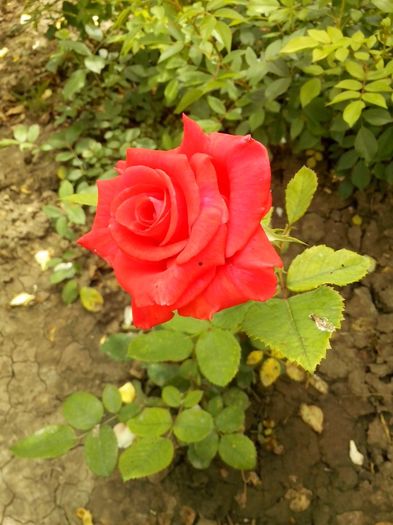 nr 45 - 0 TRANDAFIRI DIMOV 2016