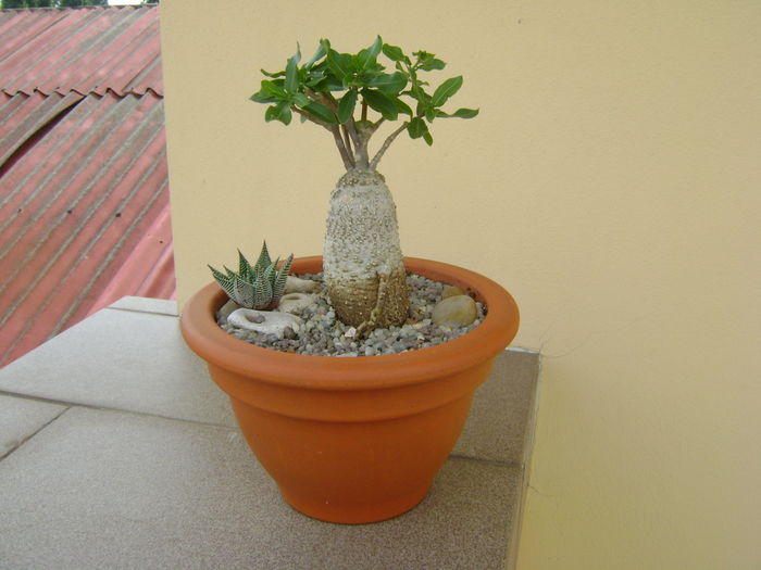 Fockea edulis; dupa transplantare
