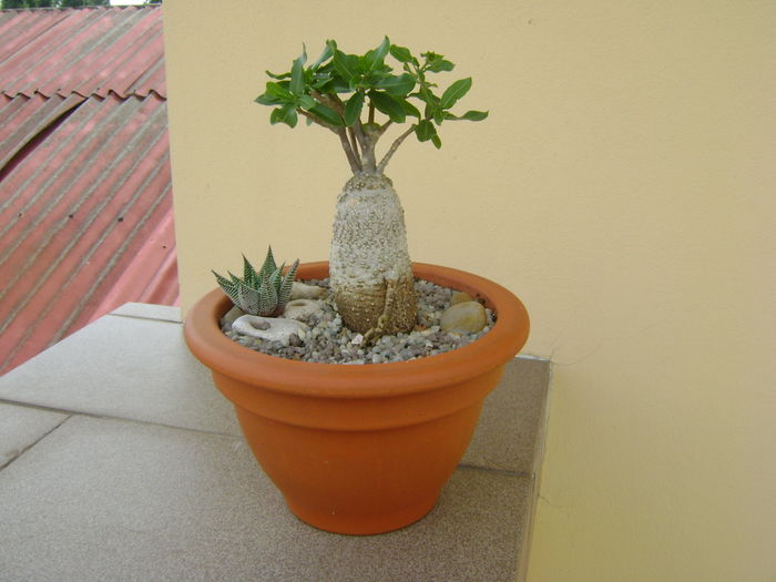 Fockea edulis; dupa transplantare
