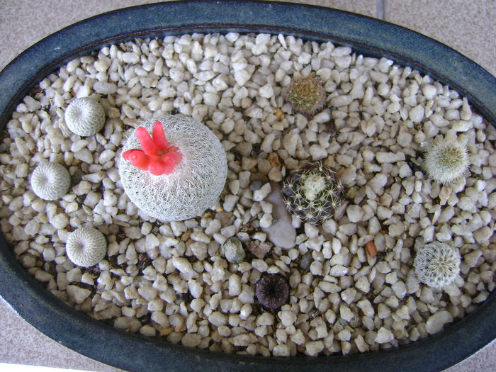 Grup de 5 Frailea & 4 Epithelantha - Cactusi 2016