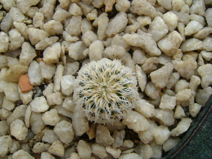 Frailea buenekeri