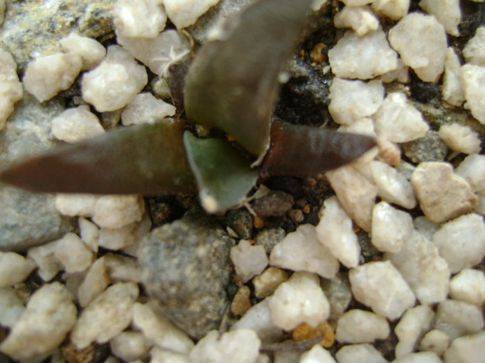 Ariocarpus retusus v. panarottoy