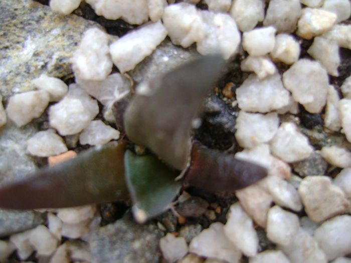 Ariocarpus retusus v. panarottoy