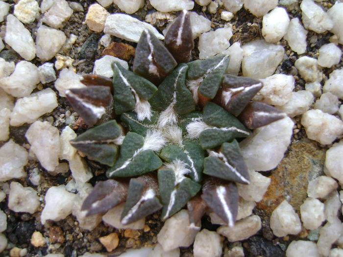 Ariocarpus kotschoubeyanus v. macdowelii