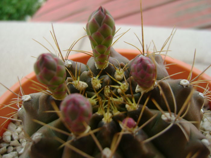 Gymnocalycium quehlianum