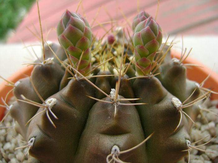 Gymnocalycium quehlianum
