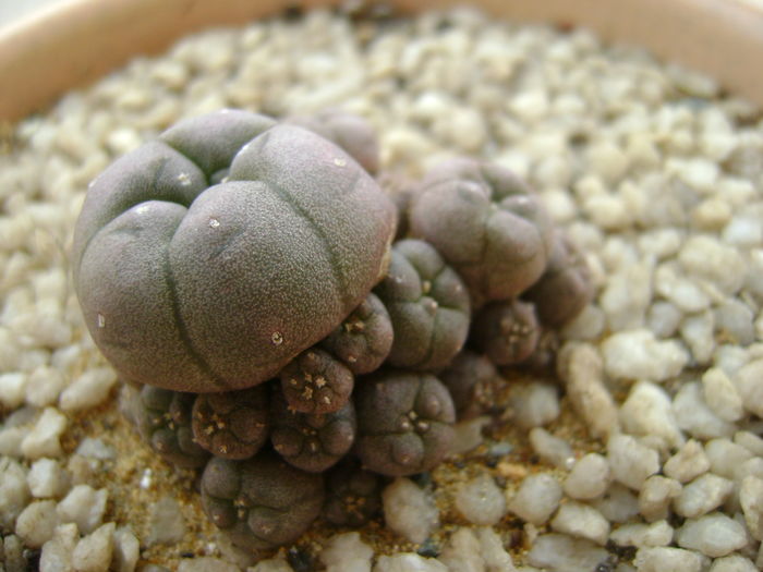 Lophophora williamsii v. caespitosa - Cactusi 2016