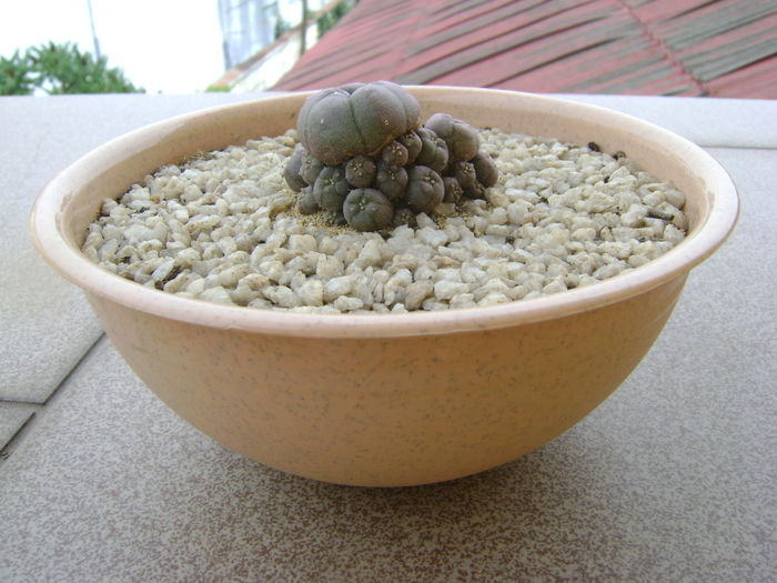 Lophophora williamsii v. caespitosa
