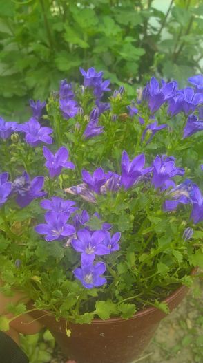 WP_20160620_15_59_56_Pro - campanula portenschlagiana