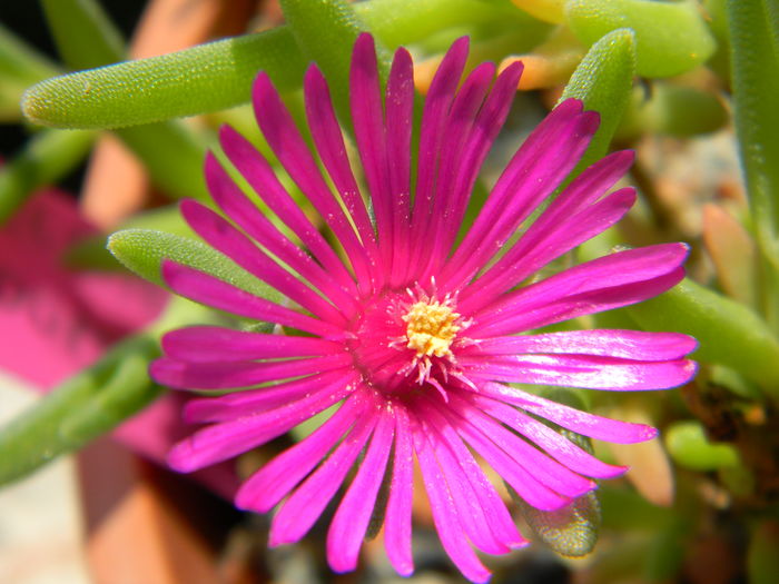 Delosperma cooperi - 03 - Alte plante suculente - 2016