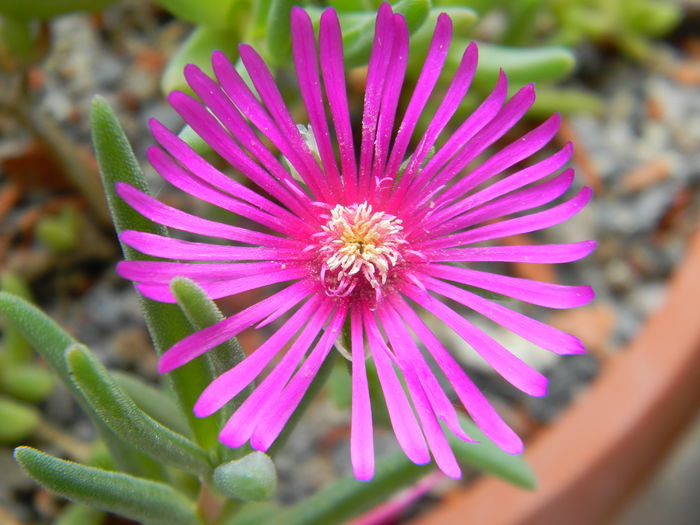 Delosperma cooperi - 03 - Alte plante suculente - 2016