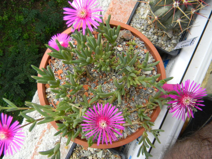 Delosperma cooperi - 03 - Alte plante suculente - 2016