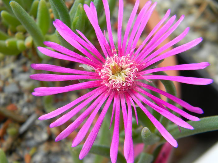 Delosperma cooperi - 03 - Alte plante suculente - 2016