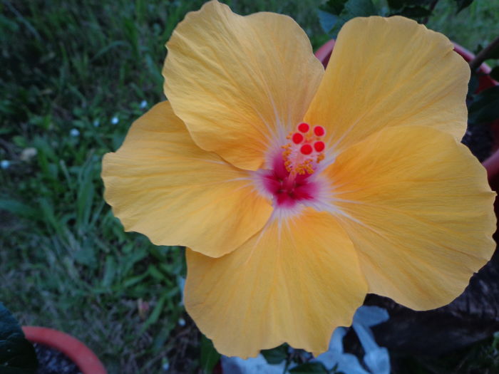 DSC03983 - A1-HIBISCUS 2016