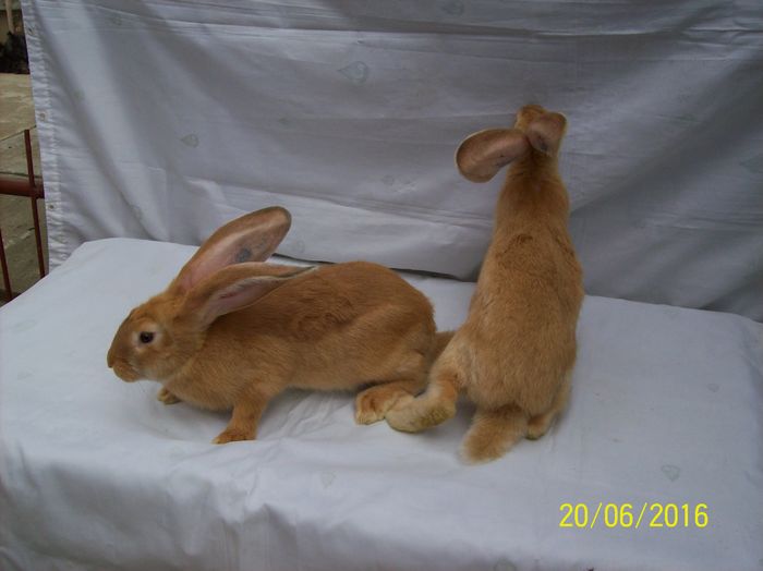 2 Masculi urias german galben; 3,5 luni
