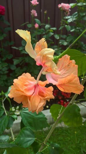 WP_20160620_15_12_31_Pro - Hibiscus El Capitolio Orange