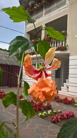 WP_20160620_15_12_24_Pro - Hibiscus El Capitolio Orange