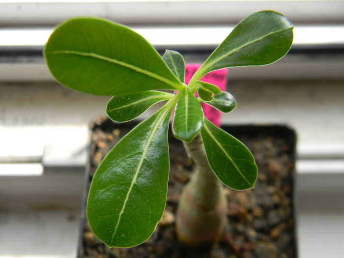 Adenium obesum - 03 - Alte plante suculente - 2016
