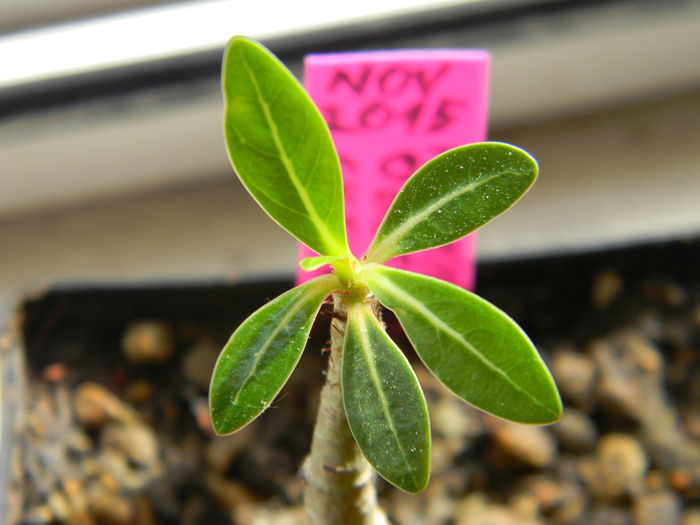 Adenium obesum - 03 - Alte plante suculente - 2016