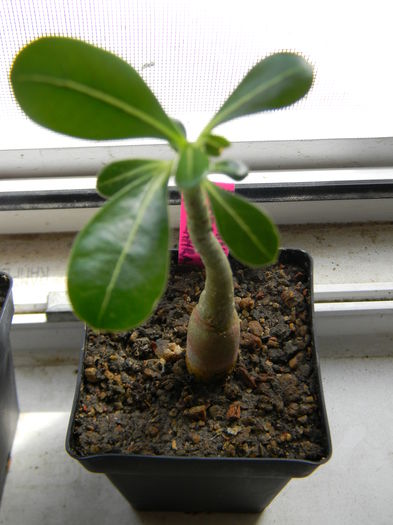 Adenium obesum - 03 - Alte plante suculente - 2016