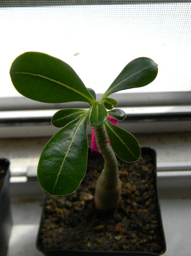 Adenium obesum - 03 - Alte plante suculente - 2016