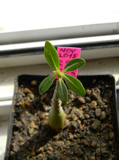 Adenium obesum