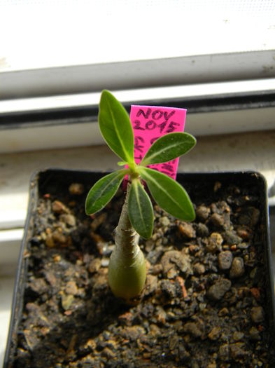 Adenium obesum