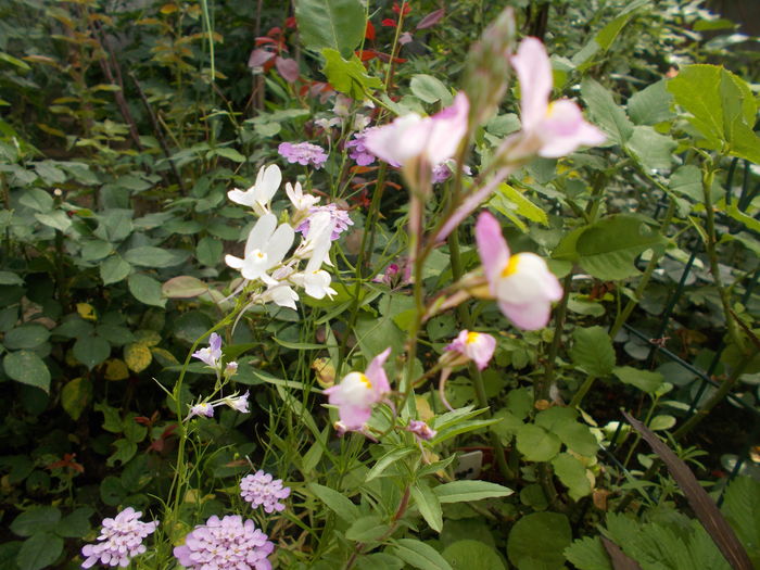 DSCN5474 - Gradina mea 2016