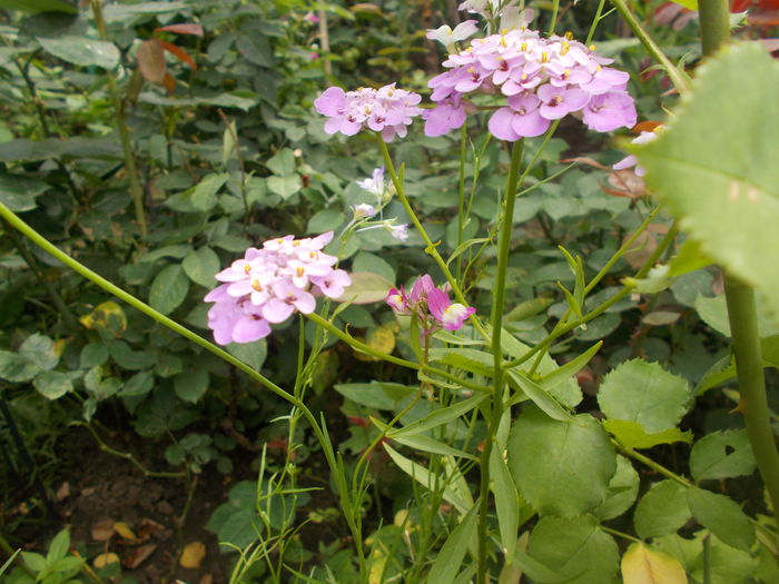 DSCN5475 - Gradina mea 2016