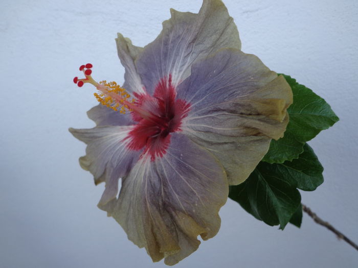 DSC03805 - HIBISCUS QUEEN VICTORIA