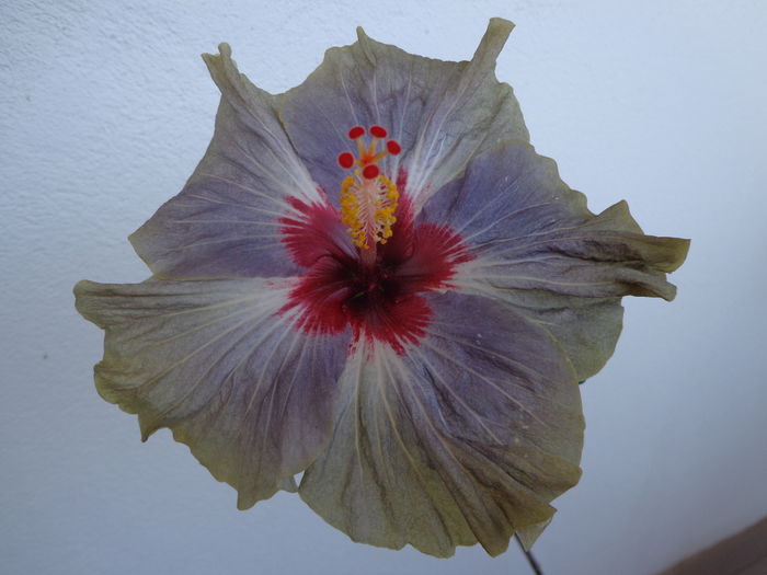 DSC03804 - A-HIBISCUSI 2016