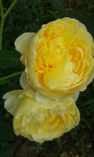 20160620_095831 - TRANDAFIRI 2016 II