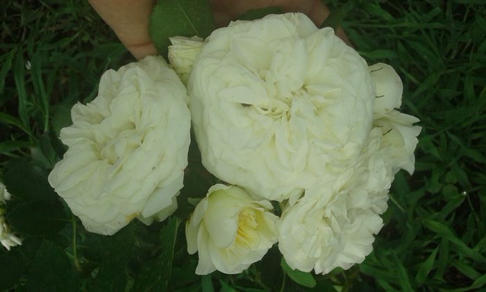 20160620_095740 - TRANDAFIRI 2016 II